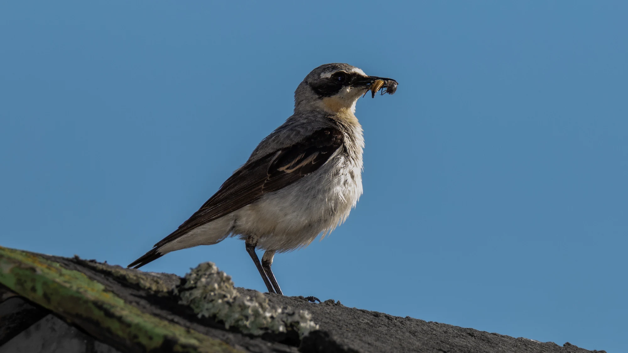 Wild bird holding an insect, photographed with a telephoto lens